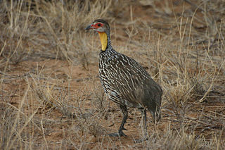 <span class="mw-page-title-main">Yellow-necked spurfowl</span> Species of bird