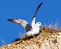 Northern fulmar Fulmarus glacialis mallemuk