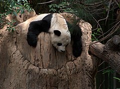 Gao Gao, San Diego Zoo