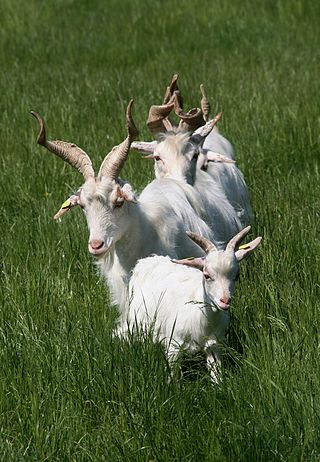 <span class="mw-page-title-main">Girgentana</span> Italian breed of goat