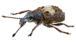 <i>Gonotropis</i> Genus of beetles