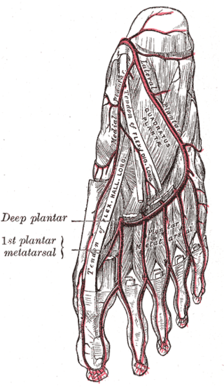 <span class="mw-page-title-main">Plantar arch</span>