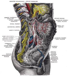 Thoracic ganglia