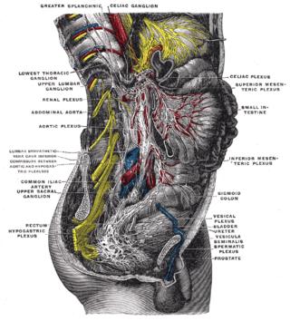 <span class="mw-page-title-main">Sacral splanchnic nerves</span>