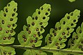 Výtrusnicové kupky bukovníku kapraďovitého (Gymnocarpium dryopteris)