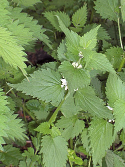 Baltažiedė notrelė (Lamium album)