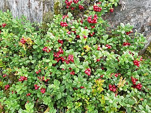 Lingontuva i Haneboskogen