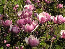 Magnolia x soulangeana Magnolia x soulangeana.jpg