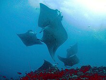 Plusieurs raies mantas nageant en cercle au-dessus de coraux, vues de dessous.