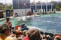 Show de orcas no Marine World original em Redwood City.