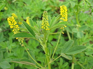 <i>Melilotus indicus</i> Species of flowering plant in the bean family Fabaceae