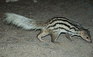 <span class="mw-page-title-main">Grandidier's mongoose</span> Species of carnivore