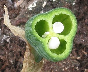 Driehokkig vruchtbeginsel van narcis met hoekstandige zaadknoppen (dwarsdoorsnede)