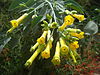 Nicotiana-glauca-20080330.JPG