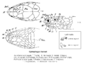 Morphologie der Königskobra (Ophiophagus hannah)