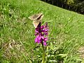 Orchis mascula Germany - Moosalbtal (bei Völkersbach)