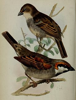 Socotra sparrow Species of bird