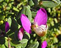 Polygala fruticosa