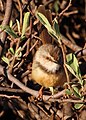 Brustbandprinie  (Prinia flavicans, Kat. )