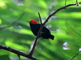 <span class="mw-page-title-main">Red-capped manakin</span> Species of bird