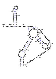 The consensus secondary structure of RsaI (later renamed RsaOG) showing its pseudoknot. Boundaries were determined by RACE mapping in Staphylococcus aureus N315. Taken from Marchais et al., 2010 created in Varna. Rsaog structure.pdf