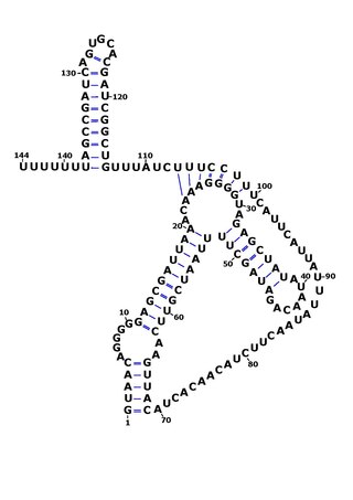 <span class="mw-page-title-main">RsaOG</span>