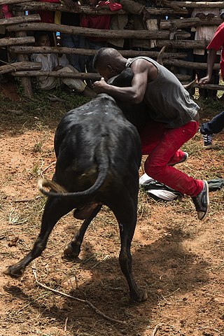 <i>Savika</i> Betsileo (Madagascar) ox-wrestling ritual sport