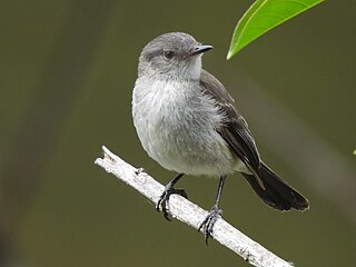 <span class="mw-page-title-main">Sooty tyrannulet</span> Species of bird