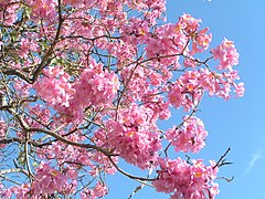 Handroanthus impetiginosus Tajibo rosado