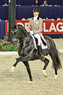 cavalier sur un cheval noir au trot.