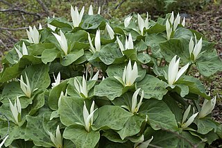 <i>Trillium albidum</i> Species of flowering plant