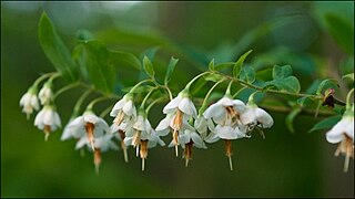 <i>Vaccinium stamineum</i> Species of flowering plant