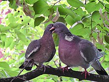 Ringdue, Columba palumbus Foto: Wikimedia-brukar Zyuza