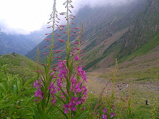 <span class="mw-page-title-main">North Ossetia Nature Reserve</span> Nature reserve in North Ossetia, Russia