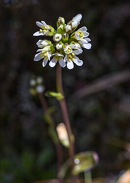 Arabis soyeri