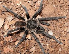 July 1: the spider Acanthoscurria gomesiana