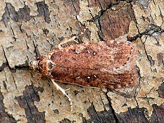 <i>Agonopterix heracliana</i> Species of moth