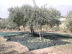 Olivo di Ragusa