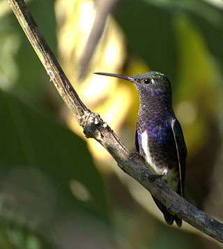 <i>Chionomesa</i> Genus of birds