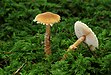 45 Commons:Picture of the Year/2011/R1/Amiant-Körnchenschirmling Cystoderma amianthinum.jpg