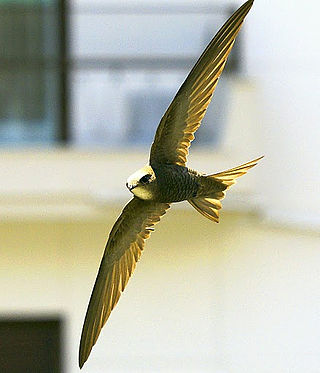 <span class="mw-page-title-main">Pallid swift</span> Species of bird