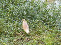 Rallenreiher Squacco Heron