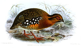 <span class="mw-page-title-main">Red-breasted partridge</span> Species of bird