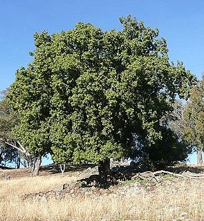 <i>Brachychiton populneus</i> Species of tree