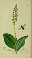 Neottia ovata Oxycera morrisii Folio 441 in: John Curtis British Entomology vol. 8 (1824-1840)