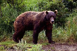 Ursus arctos beringianus