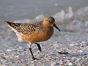 Calidris canutus