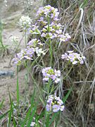 Arabidopsis arenosa