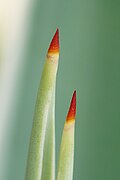 thorn of Caribbean agave at early stages