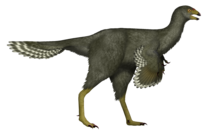 Life restoration Caudipteryx UDL.png